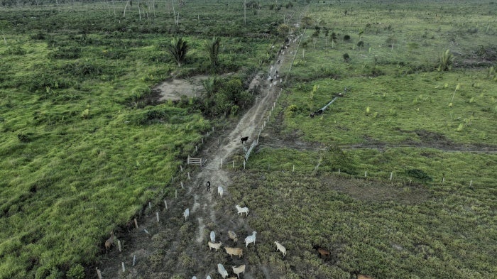 Cattle walk along an illegally deforested area in an extractive reserve near Jaci-Parana, Rondonia state, Brazil, July 12, 2023.
